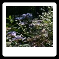 Hydrangea serrata Blue Bird used in the transitional area towards the woodland garden